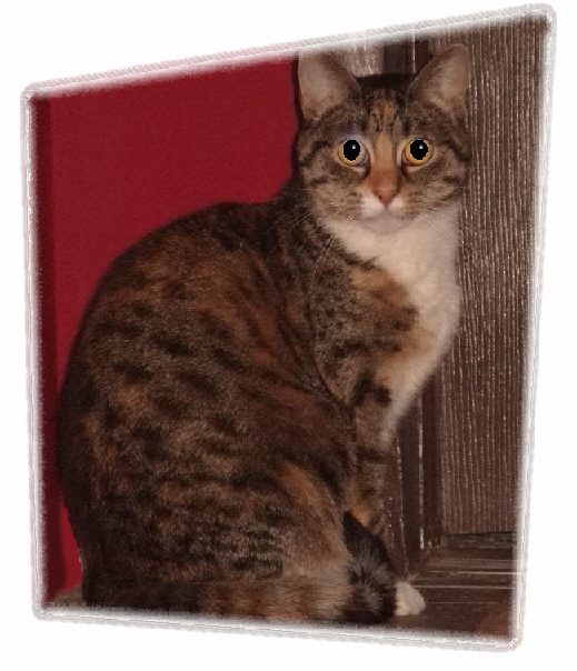 One of our cats, Tina